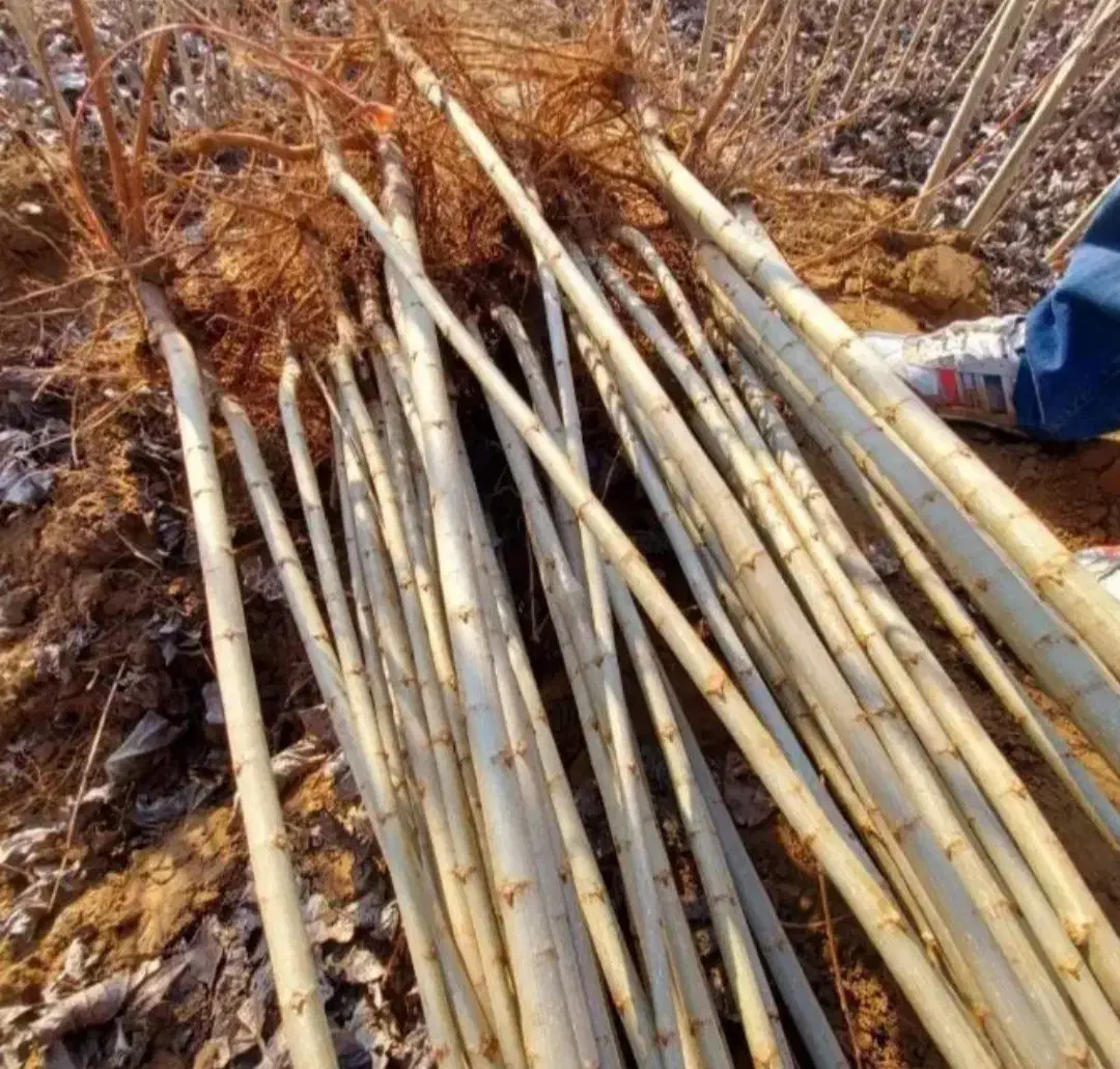 نهالستان فروش انواع درخت میوه بادام گردو|خدمات باغبانی و درختکاری|مرودشت, بهارستان|دیوار