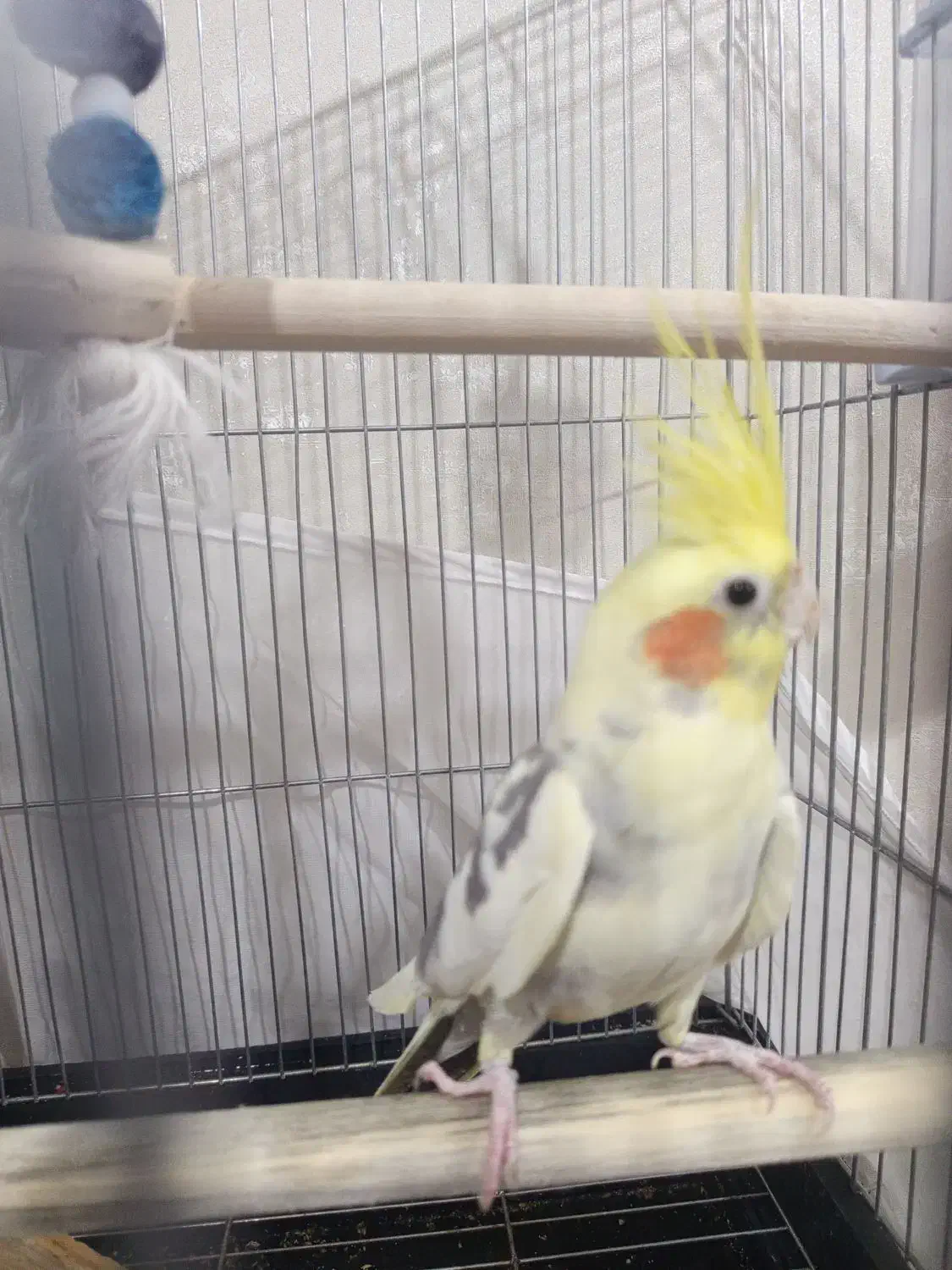 عروس هلندی نر و بسیار سر حال|پرنده|دماوند, گیلاوند|دیوار