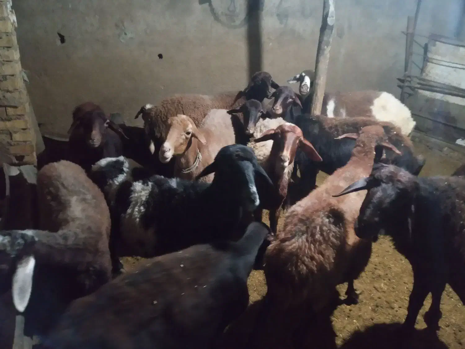 گوسفند|حیوانات مزرعه|رامیان, |دیوار