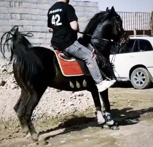 اسب سیلمی سواری دار و مجلسی|اسب و تجهیزات اسبسواری|اصفهان, جلفا|دیوار