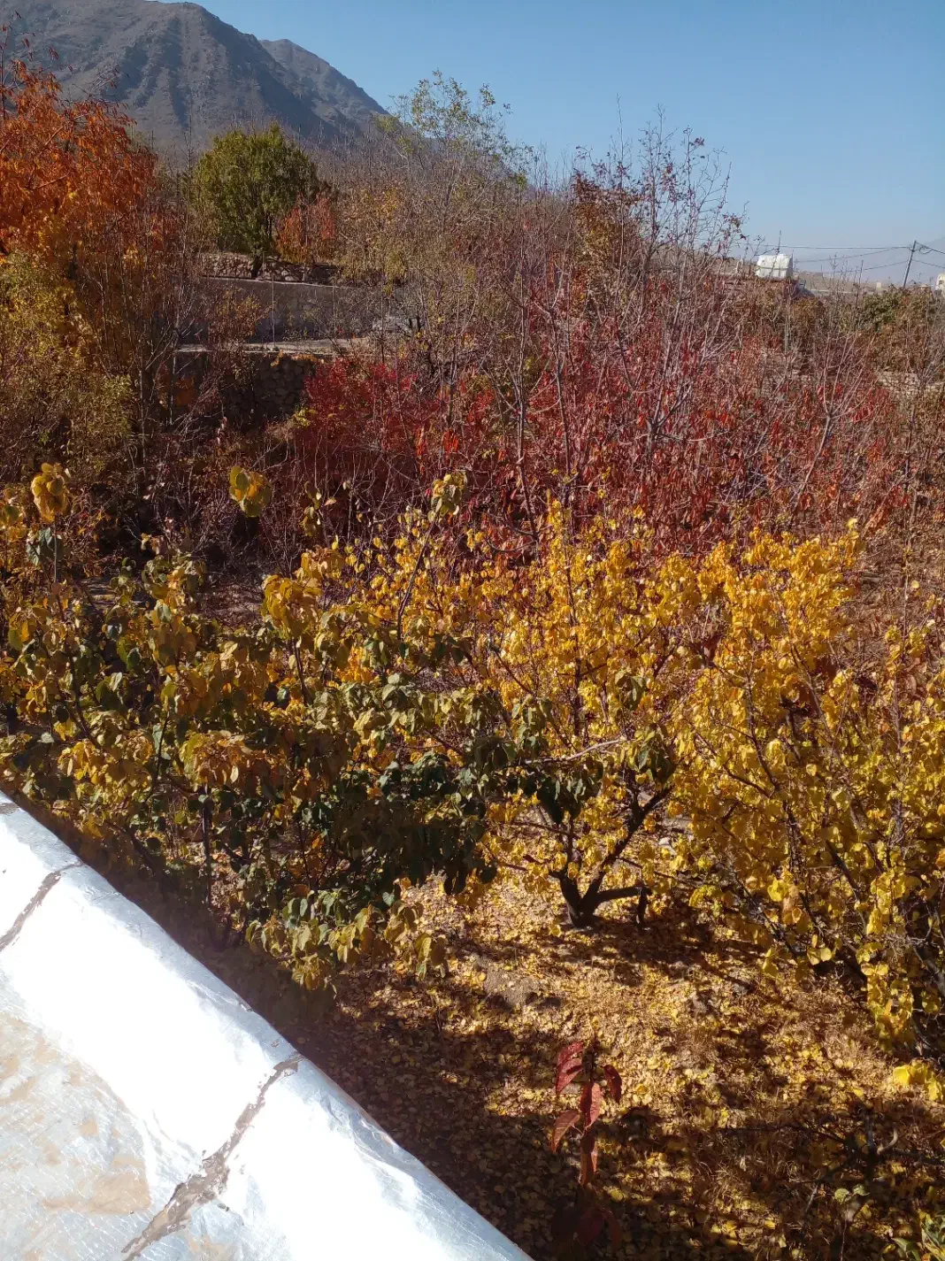 باغ|فروش زمین و ملک کلنگی|نیاسر, |دیوار