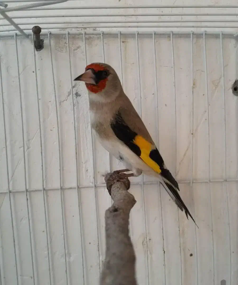 سهره|پرنده|مشهد, رضاییه|دیوار