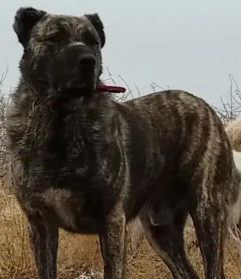 افغان نسل باتور|سگ|بردسیر, |دیوار