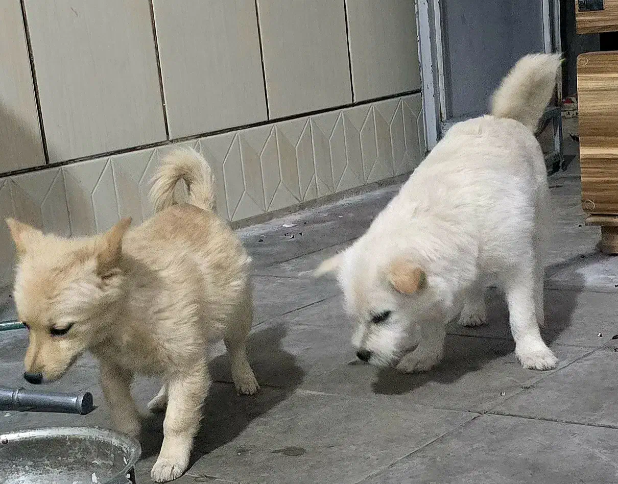 سگ ها هر دو فروشی دوتاش 4 تومن|سگ|سیرجان, |دیوار