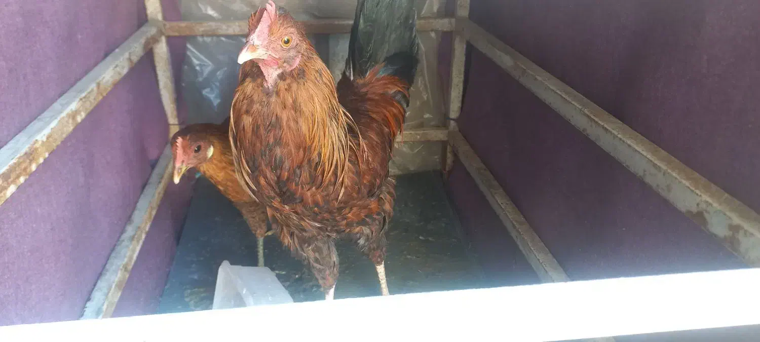 مرغ وخروس اصیل محلی|حیوانات مزرعه|اندیمشک, |دیوار