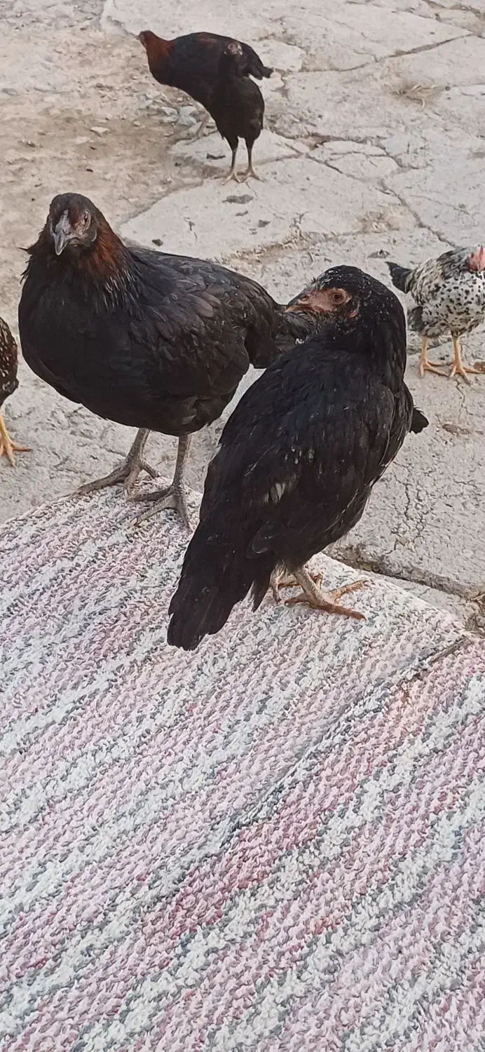 مرغ و خروس (جوجه ۵ ماهه)|حیوانات مزرعه|اردبیل, |دیوار