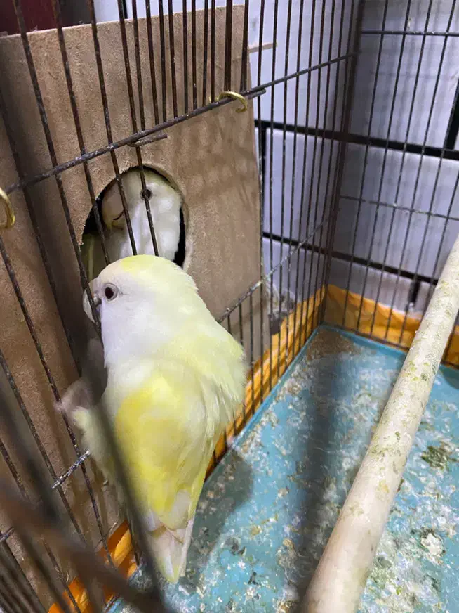 طوطی برزیلی لیمویی نر وماده|پرنده|دزفول, |دیوار