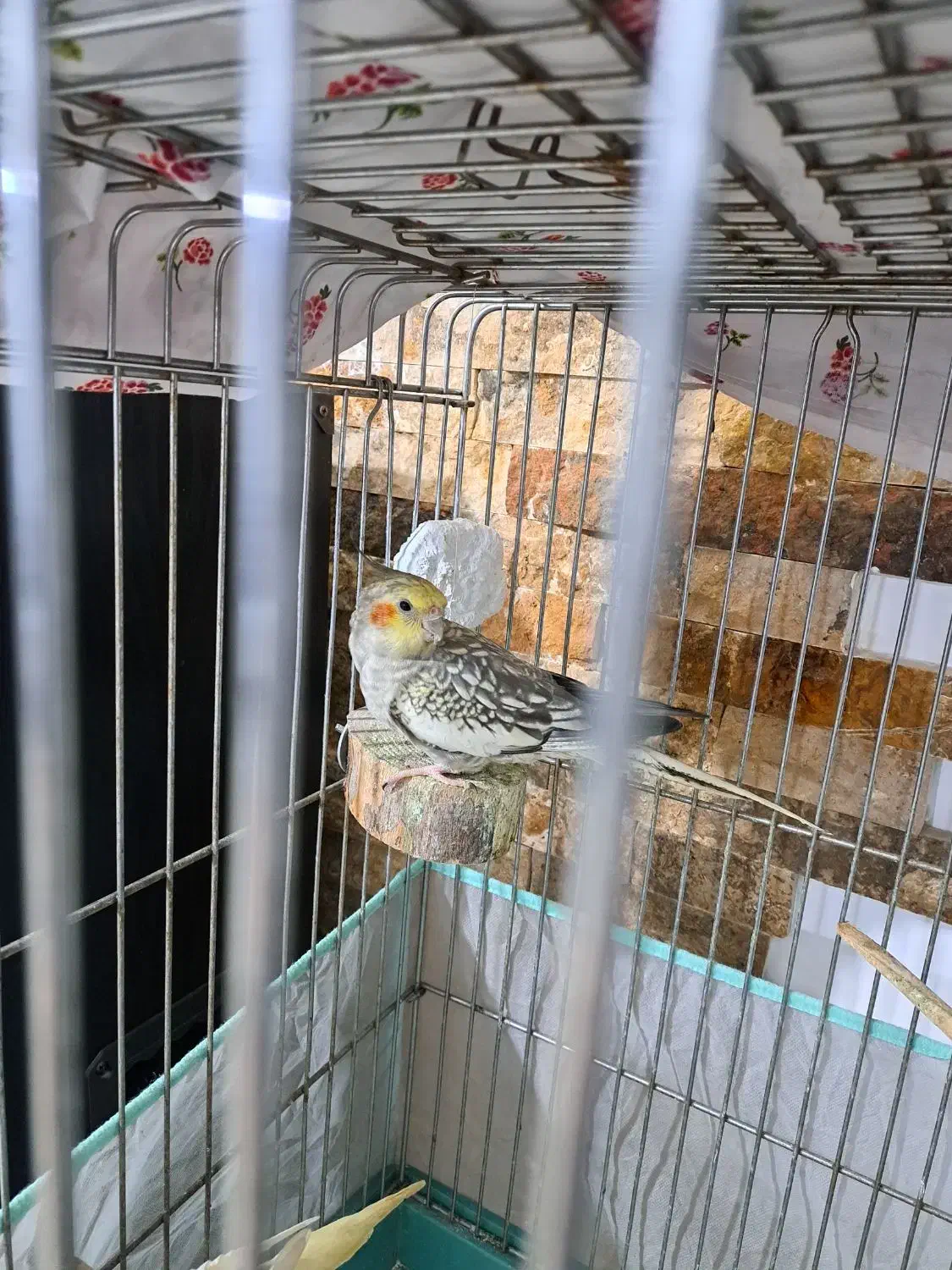 طوطی عروس|پرنده|چالوس, |دیوار