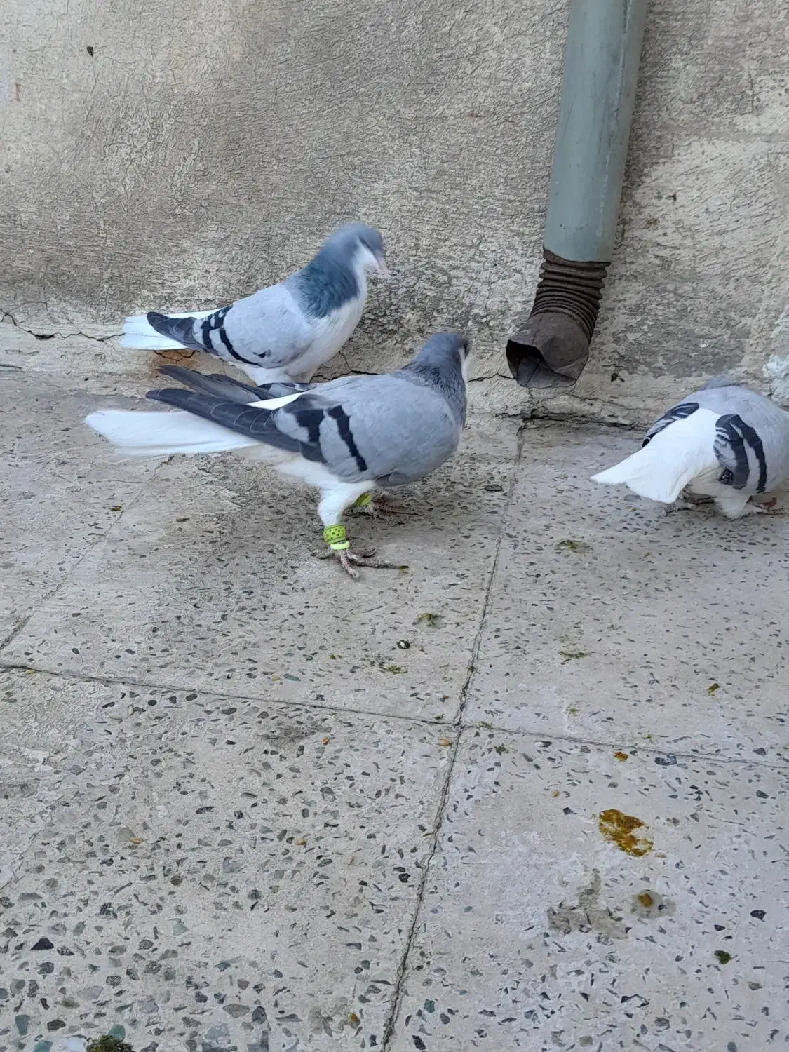 بدرنگ ماده|پرنده|الوند, |دیوار