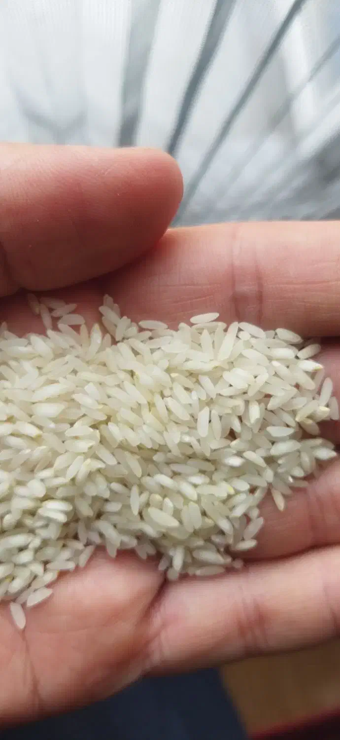 سرلاشه هاشمی درجه یک 190 قلوه برنج 140 نیمدانه 140|خوردنی و آشامیدنی|رشت, کوی حسینی|دیوار