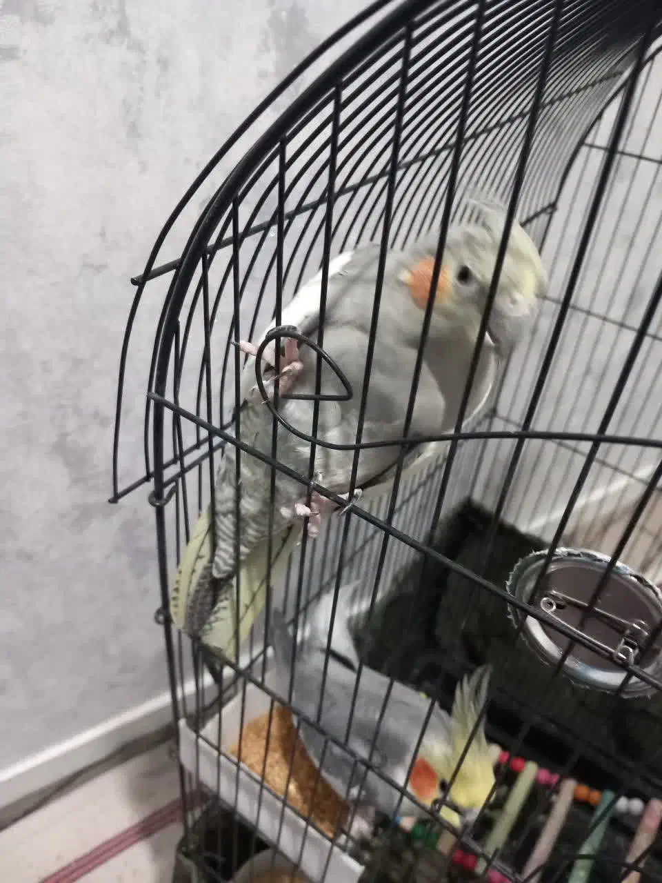 عروس هلندی مولد|پرنده|ری, ملک‌آباد|دیوار