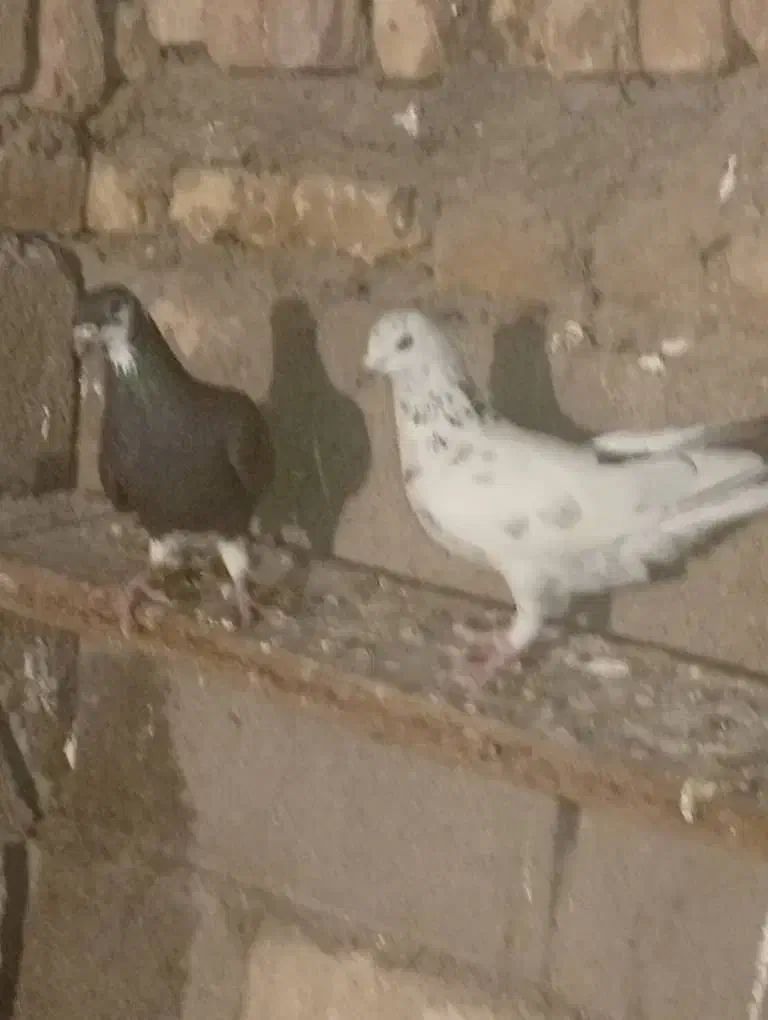 گرفتنی|پرنده|شوشتر, |دیوار