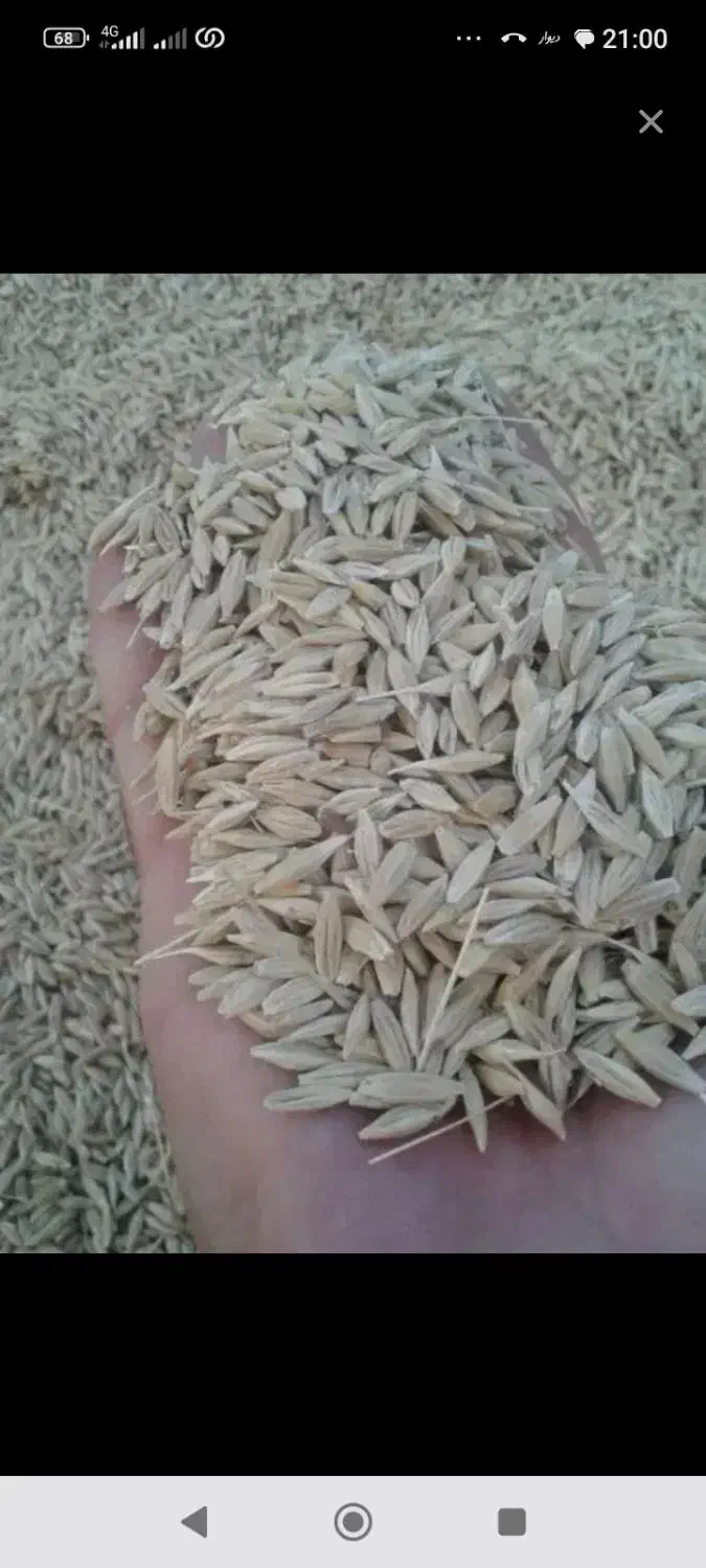 جو دیم|خدمات باغبانی و درختکاری|شهرکرد, |دیوار