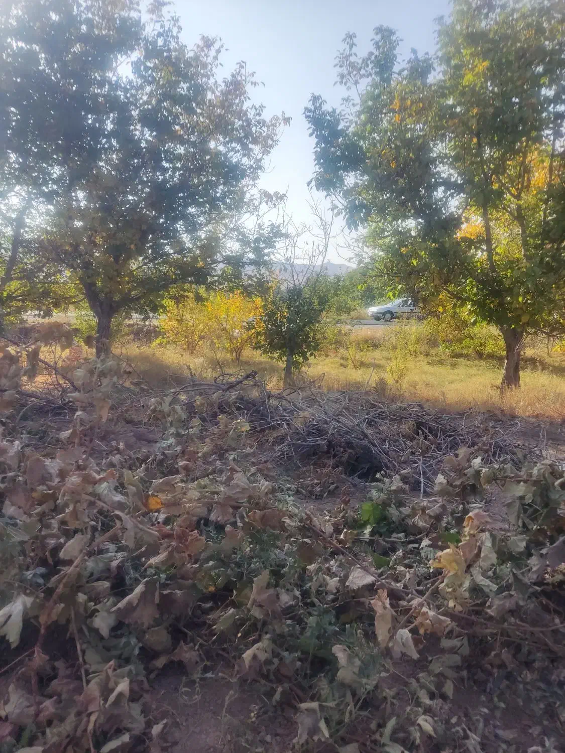 باغ انگور|فروش دفتر صنعتی، کشاورزی، تجاری|ملایر, |دیوار