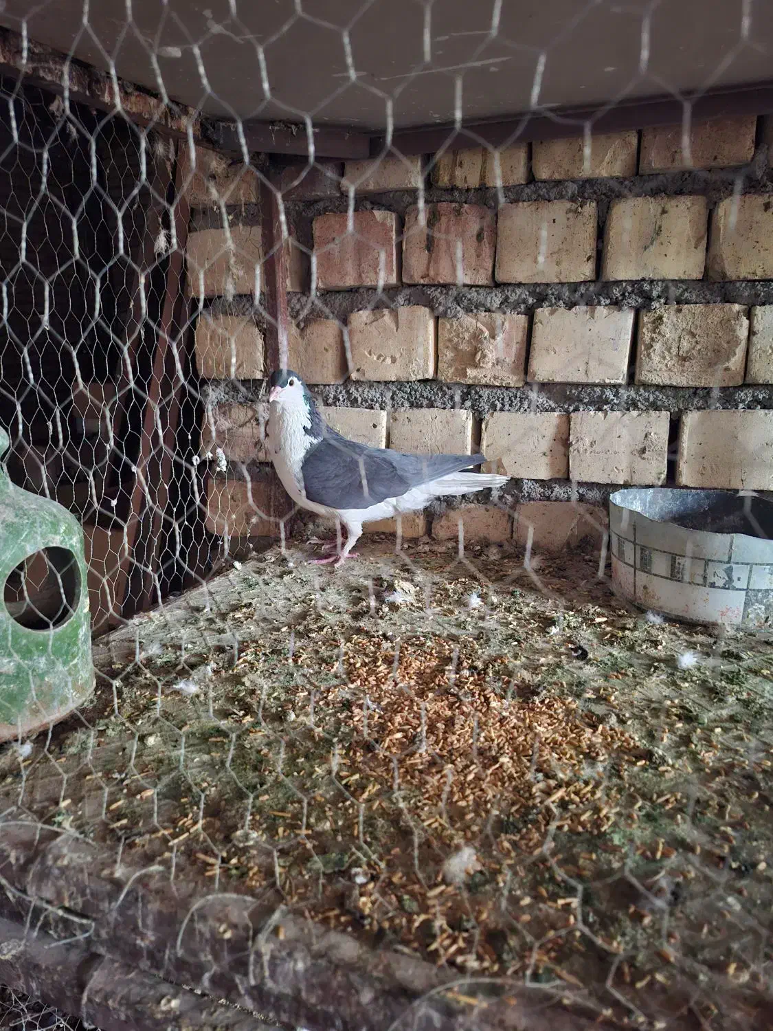 کبوتر|پرنده|رفسنجان, |دیوار