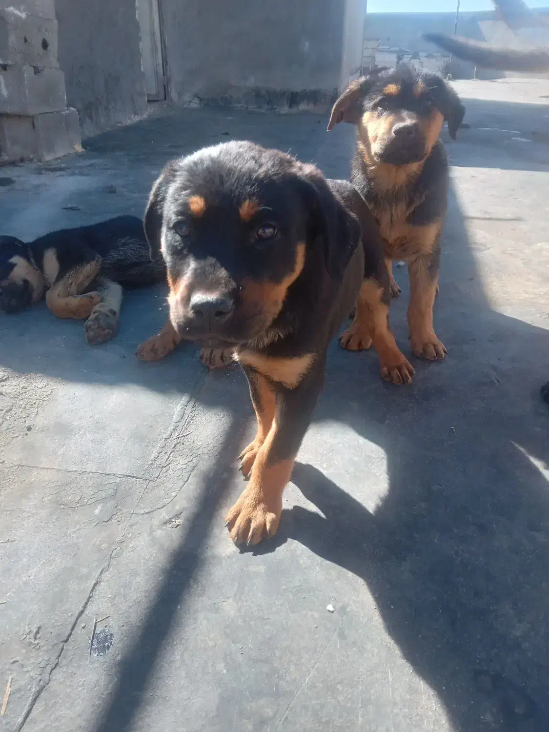 واگزاری سک|سگ|اصفهان, باغ دریاچه|دیوار