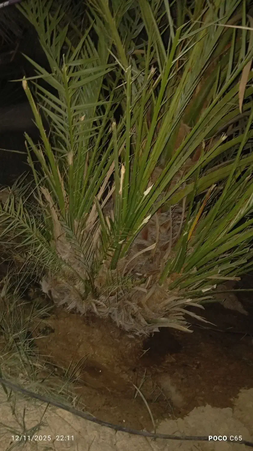 بچه نخل برحی|گل و گیاه طبیعی|چمران, |دیوار