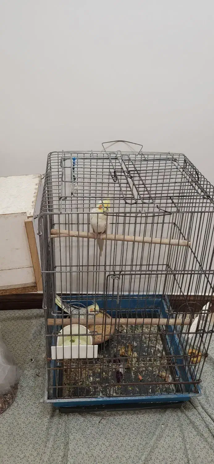 پرنده عروسک هلندی|پرنده|تهران, سردارجنگل|دیوار