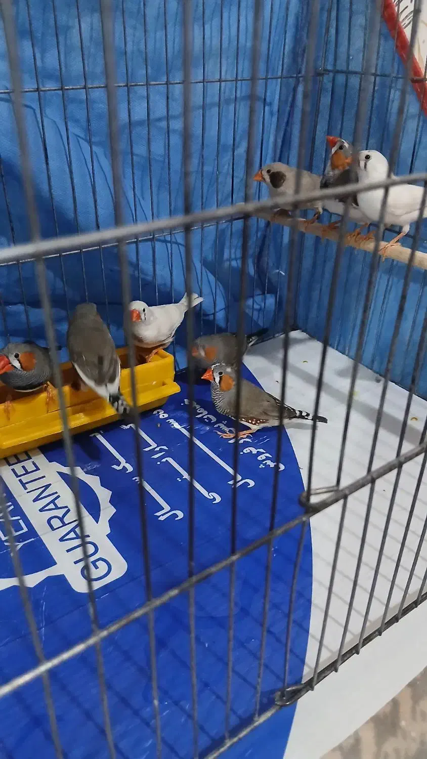 فنچ|پرنده|کرمان, |دیوار