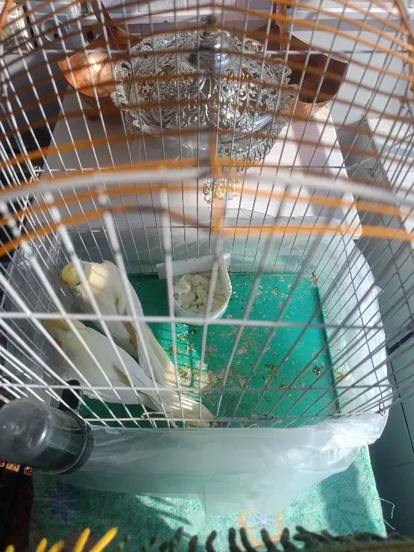 عروس هلندی|پرنده|سرایان, |دیوار