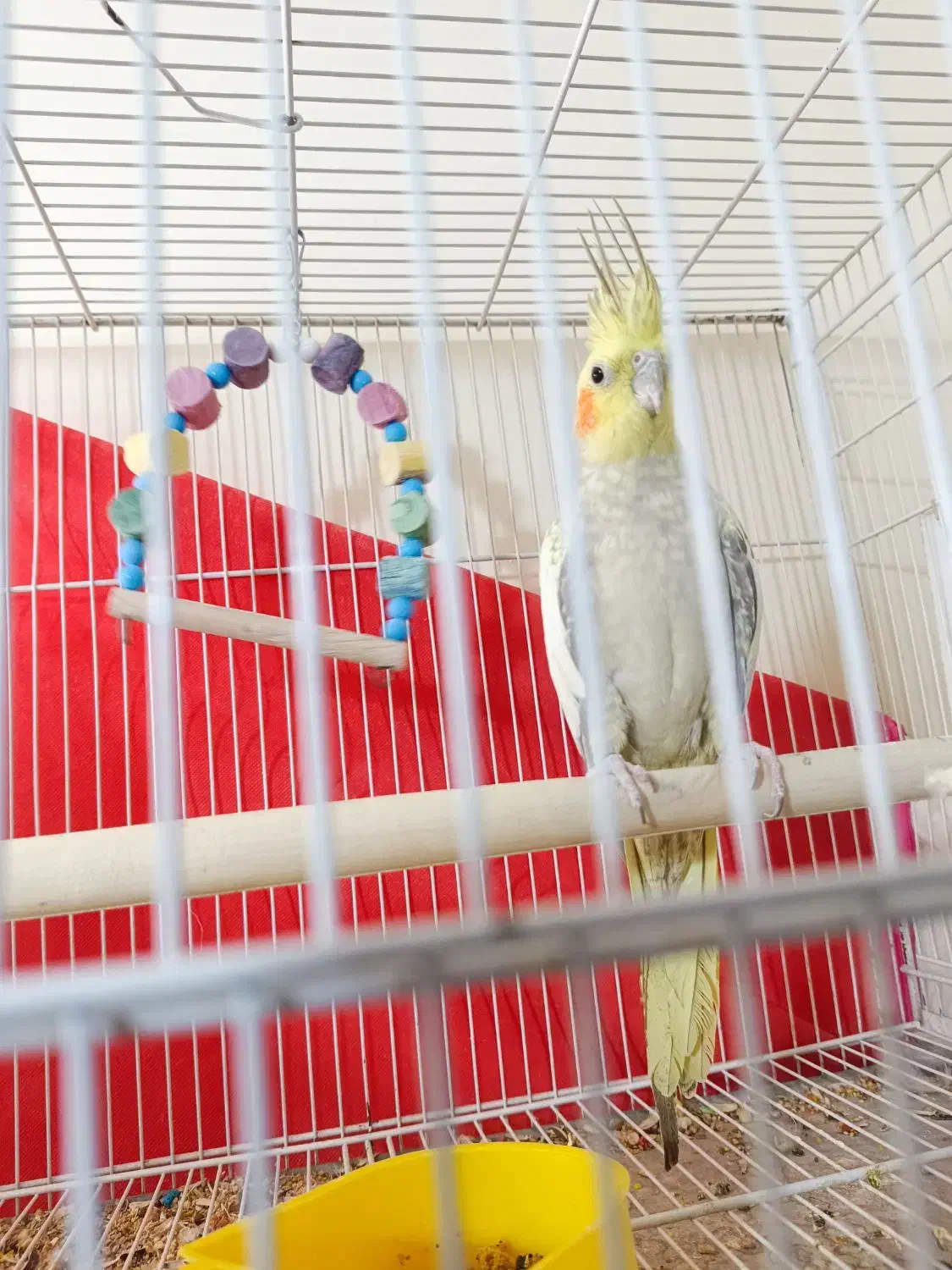 عروس هلندی مولد|پرنده|سراوان, |دیوار