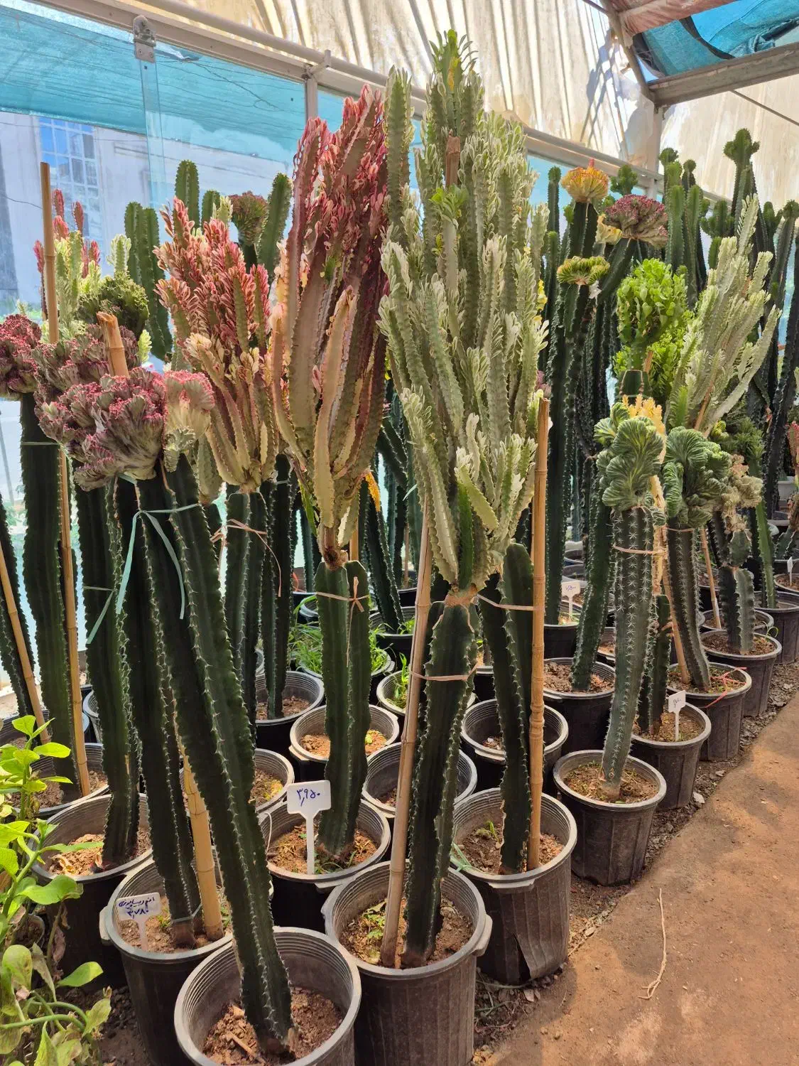 کاکتوس افوربیا * گل وگیاه گلخانه من *بیرجند|گل و گیاه طبیعی|بیرجند, |دیوار