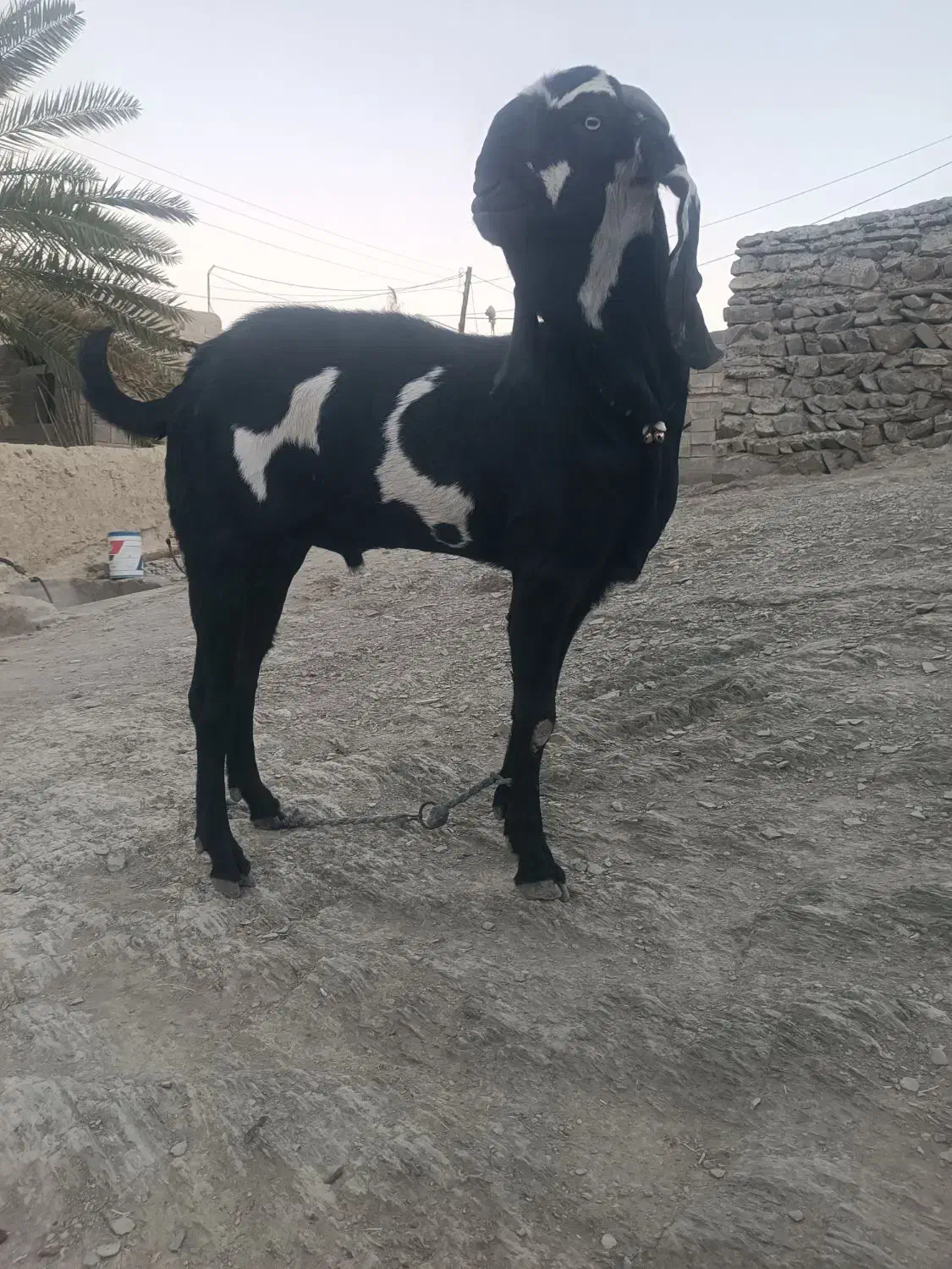 پاچن پنجاپ|حیوانات مزرعه|بم پشت, |دیوار