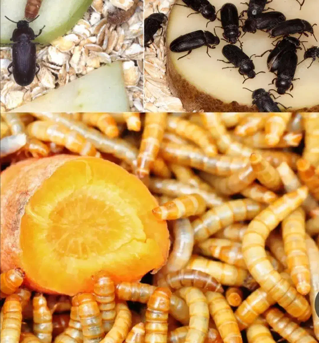 کارگاه یک روزه پرورش خانگی کرم میلورم|خدمات آموزشی|نجفآباد, امیرآباد|دیوار