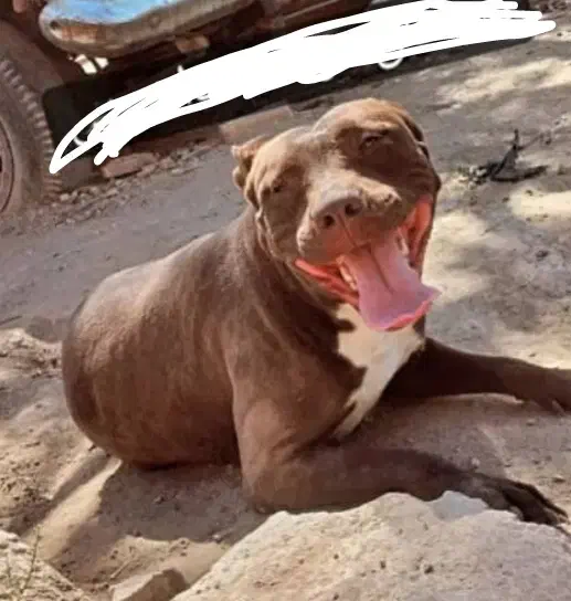 پیتبول ماده|سگ|سیرجان, |دیوار