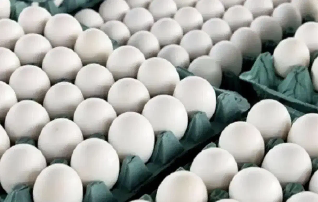 تخم مرغ ارزان|خوردنی و آشامیدنی|قم, خاکفرج|دیوار