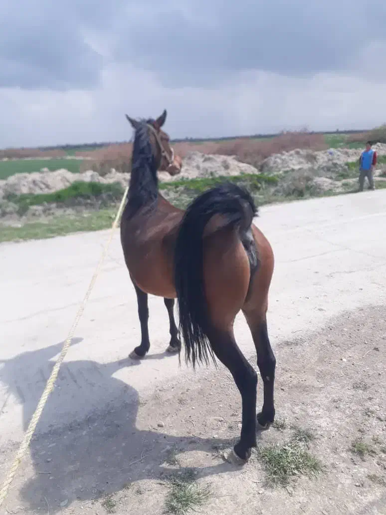 اسب دلور مادیان- دره شور|اسب و تجهیزات اسب‌سواری|کربال, |دیوار