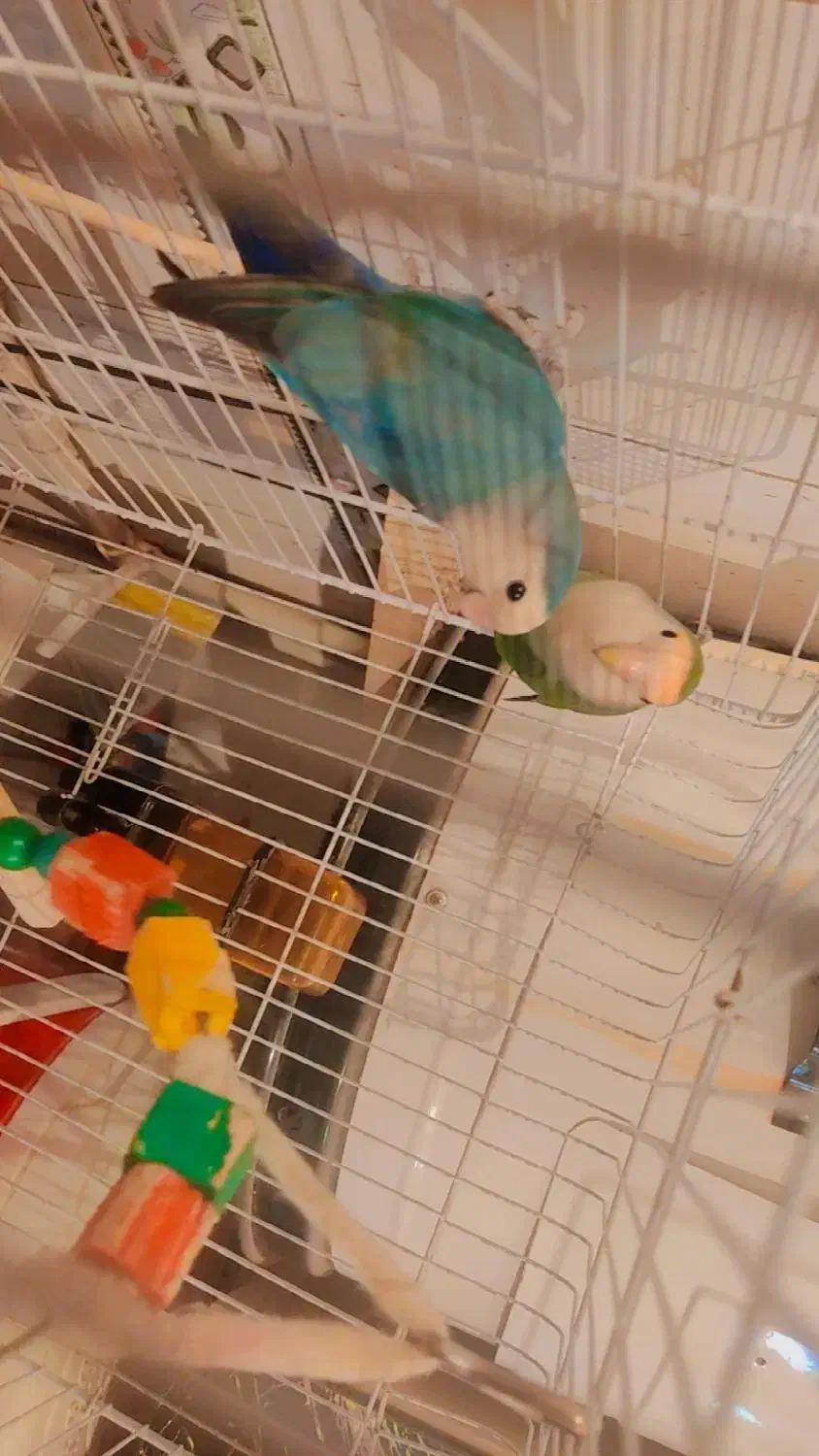 جراحی روستای گرگر|پرنده|چمران, |دیوار