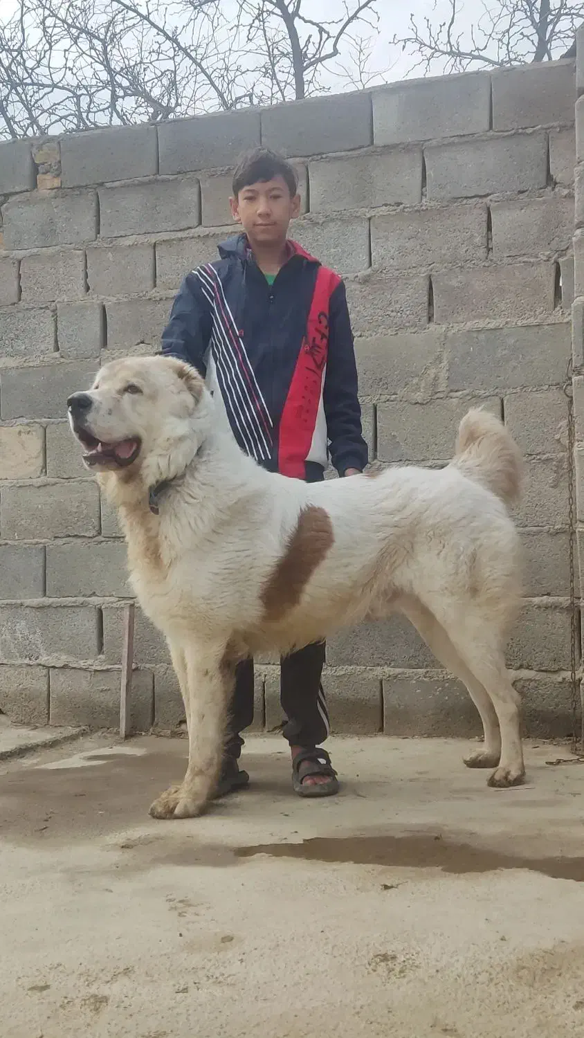 آلابای/سگ /گله ای /نگهبانی/م|سگ|تهران, سعادتآباد|دیوار