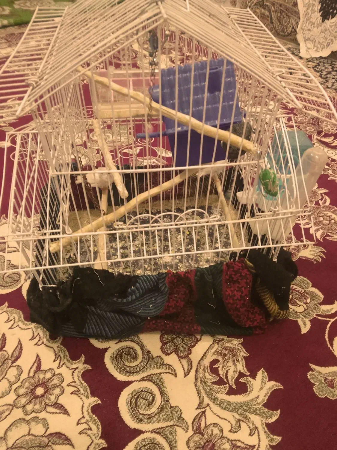 فنج|پرنده|سرپل ذهاب, |دیوار