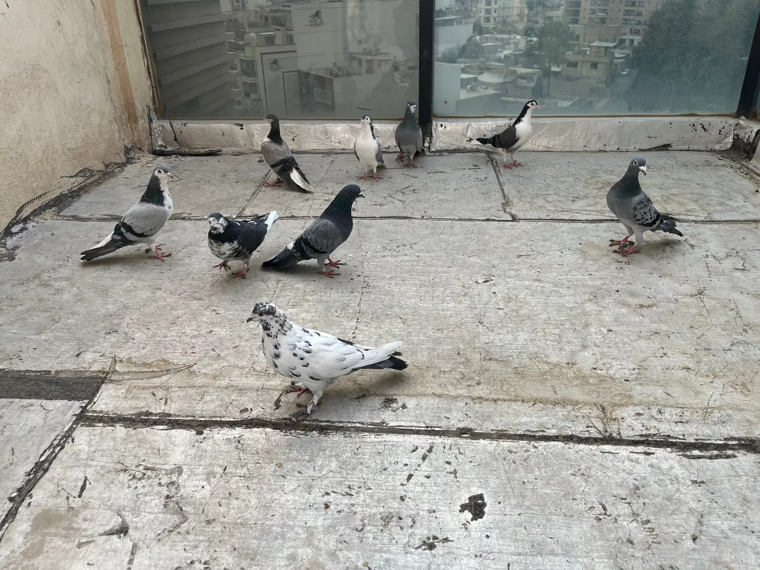 شکار|پرنده|اصفهان, زهران|دیوار