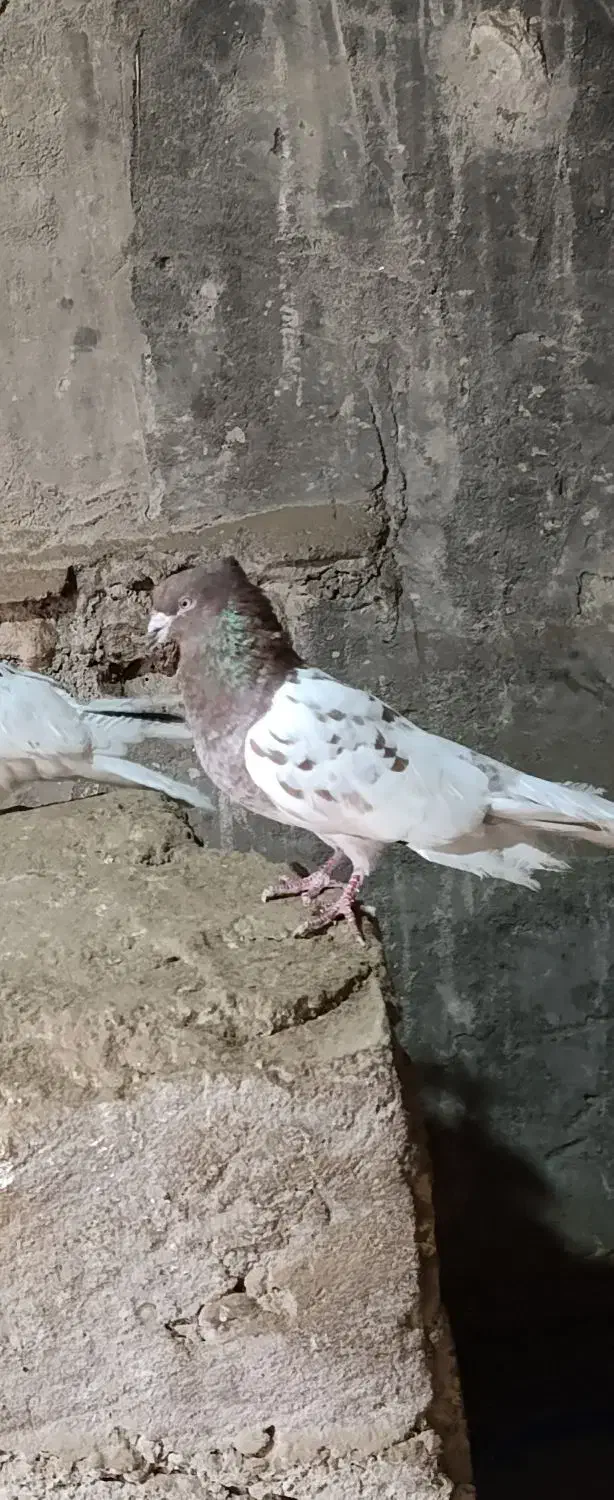 سید عباس|پرنده|کرخه, |دیوار