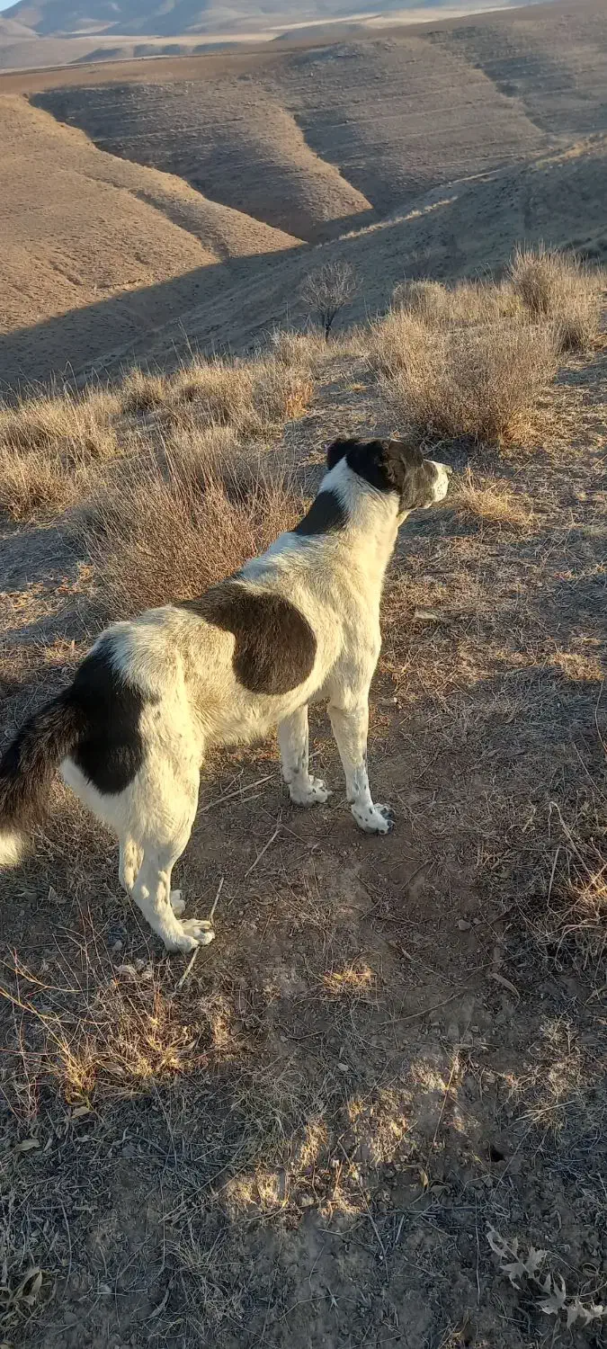 سگه گلی گوسفندی|سگ|قوچان, |دیوار