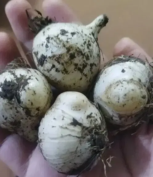 موسیر|خوردنی و آشامیدنی|یاسوج, |دیوار