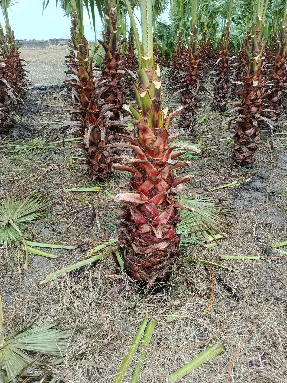 خریدار پالم زمینی|خدمات باغبانی و درختکاری|آمل, |دیوار