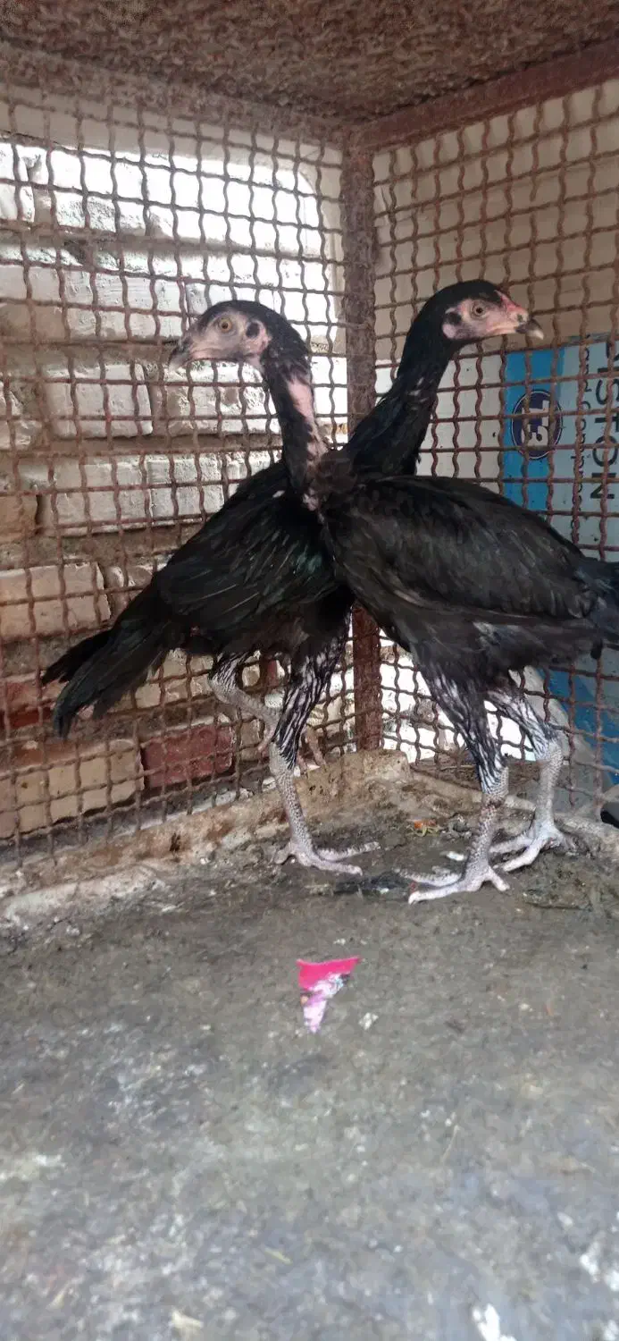 جوجه سیاه|پرنده|میناب, |دیوار