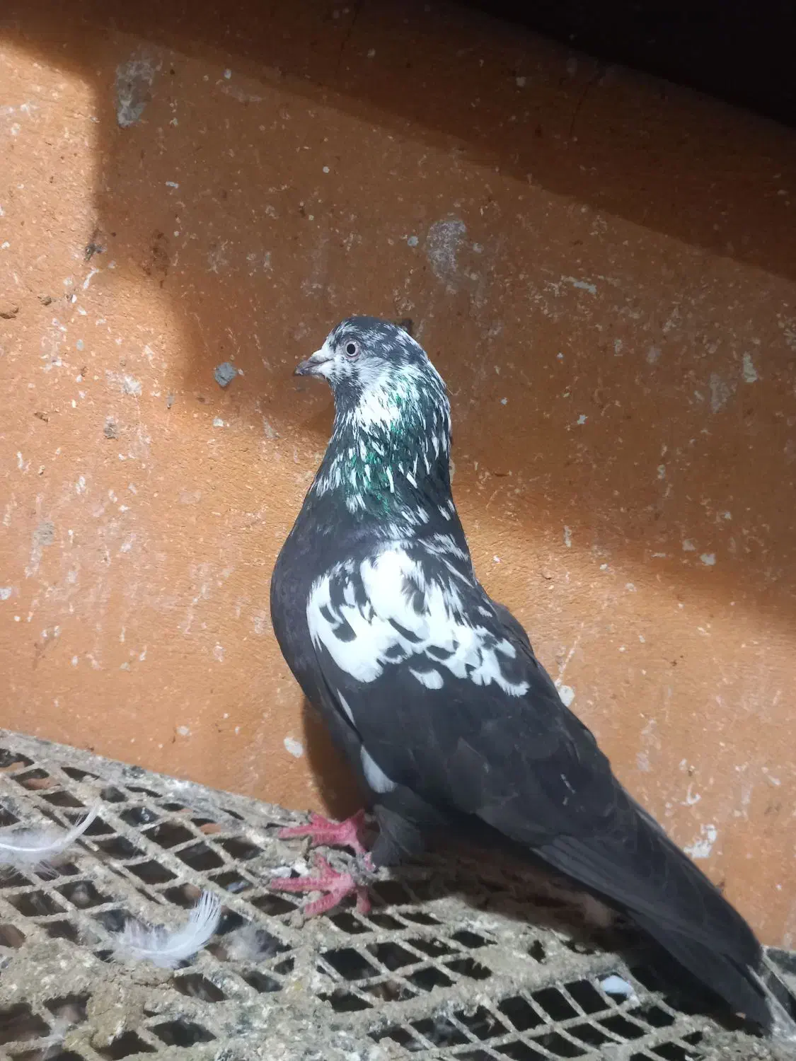 کفتر|حیوانات|بندرعباس, |دیوار