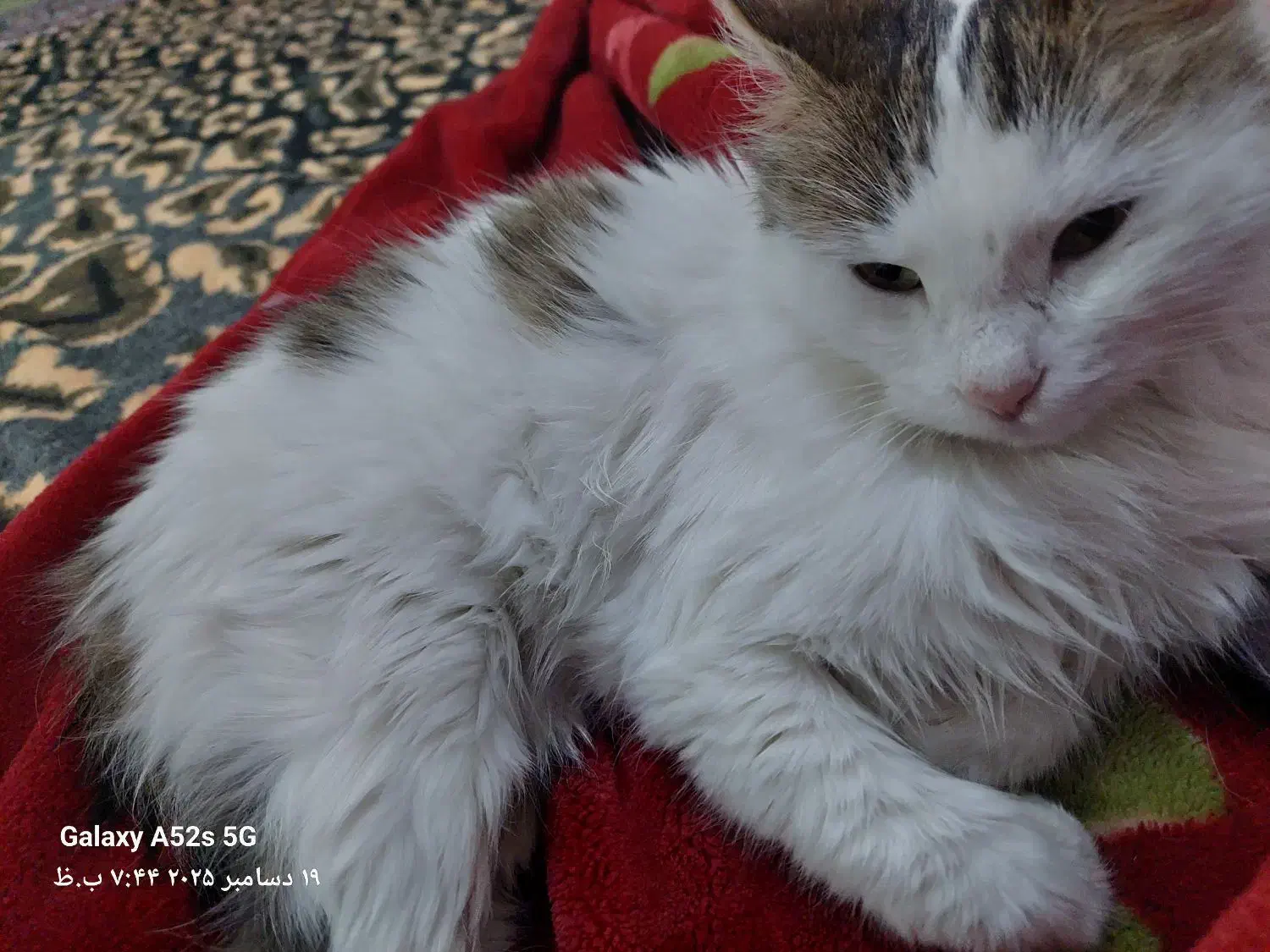 گربه سفیدماده ۷ماهه|گربه|قوچان, |دیوار