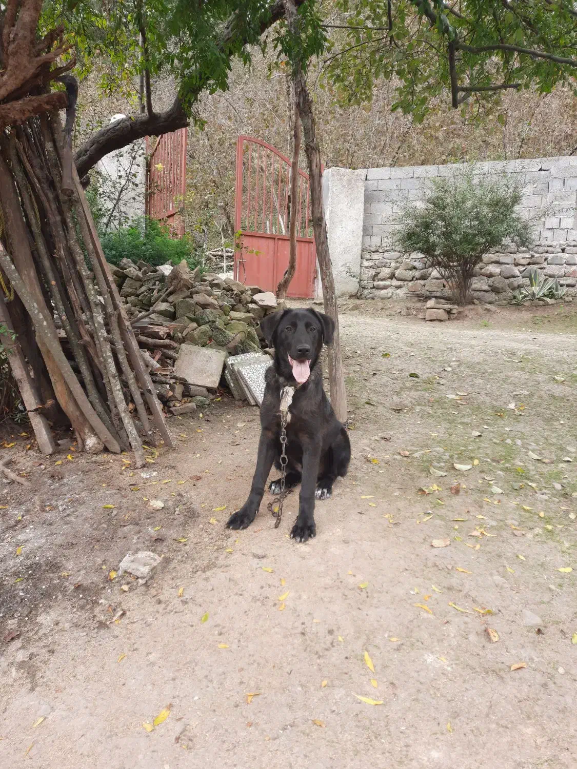 فروش سگ‌نگهبان|سگ|هچیرود, |دیوار