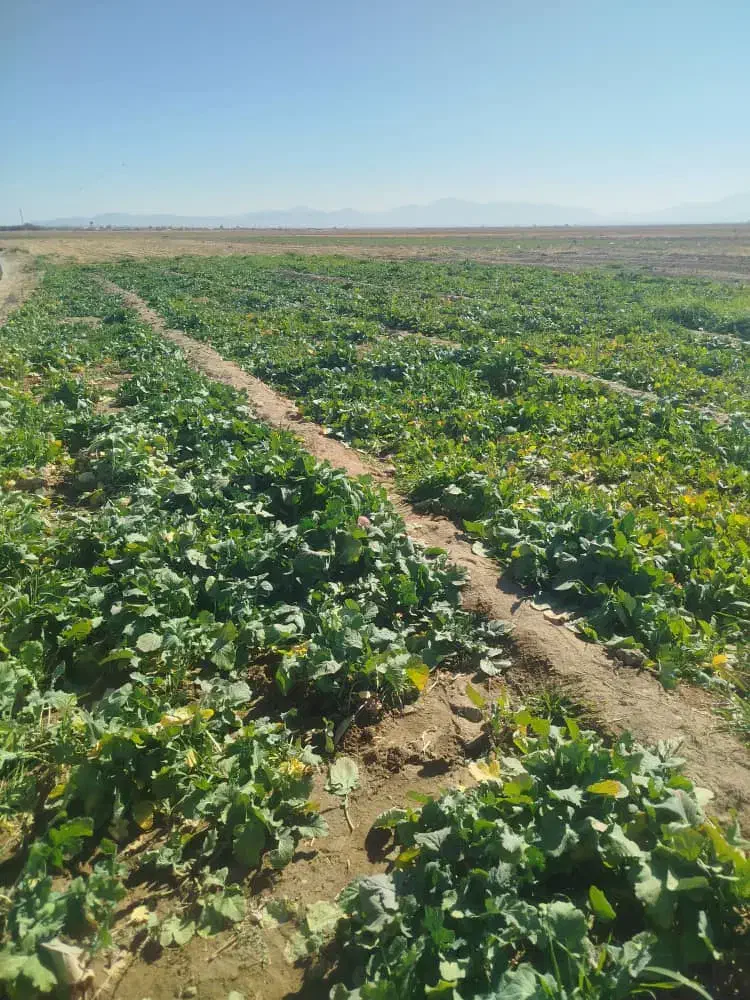 شلغم محلی|خوردنی و آشامیدنی|خبر, |دیوار