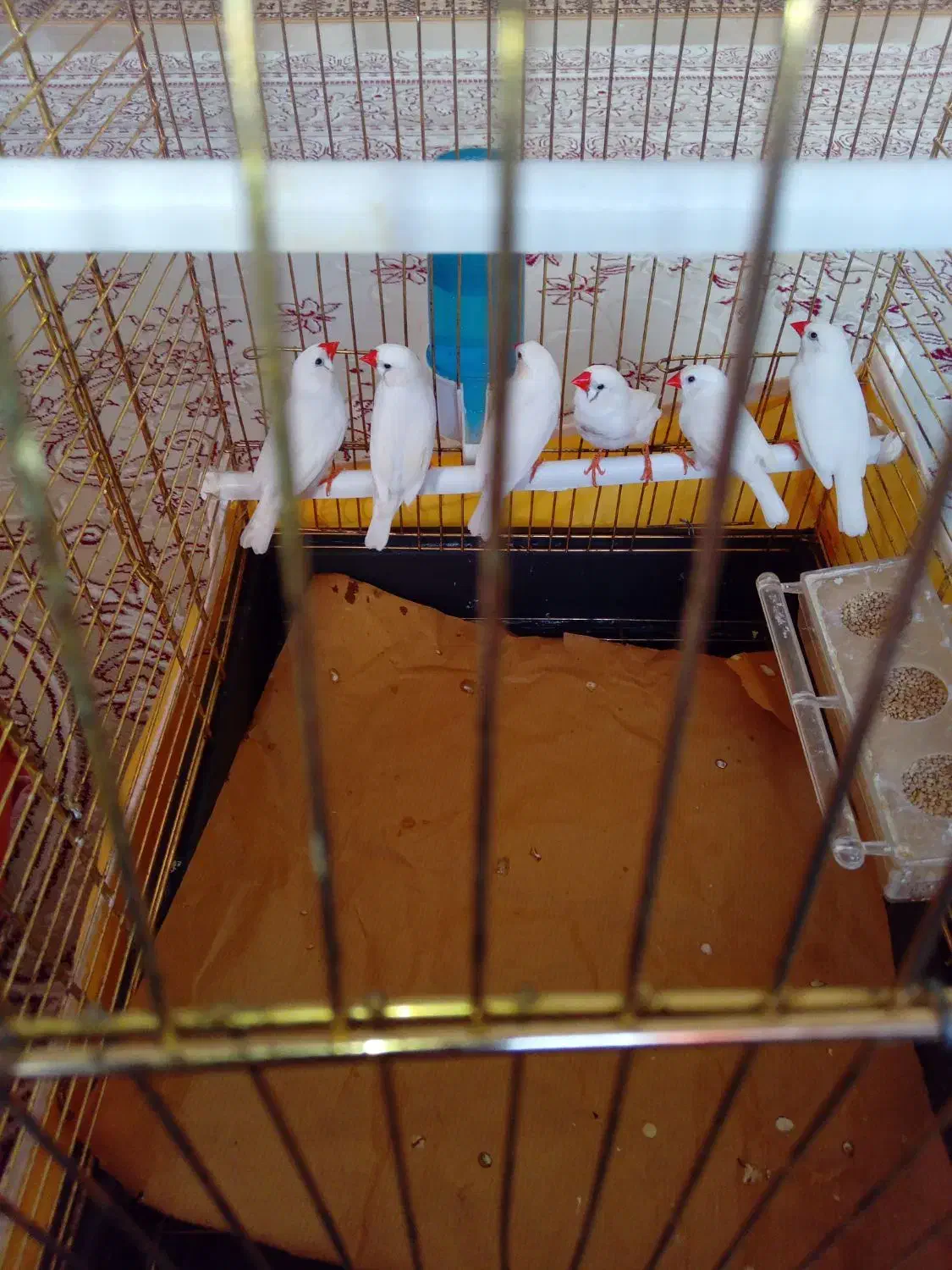 تعدادی فنج دانه ۱۴۰ هزار|پرنده|هشتگرد, فاز ۷ مهستان|دیوار