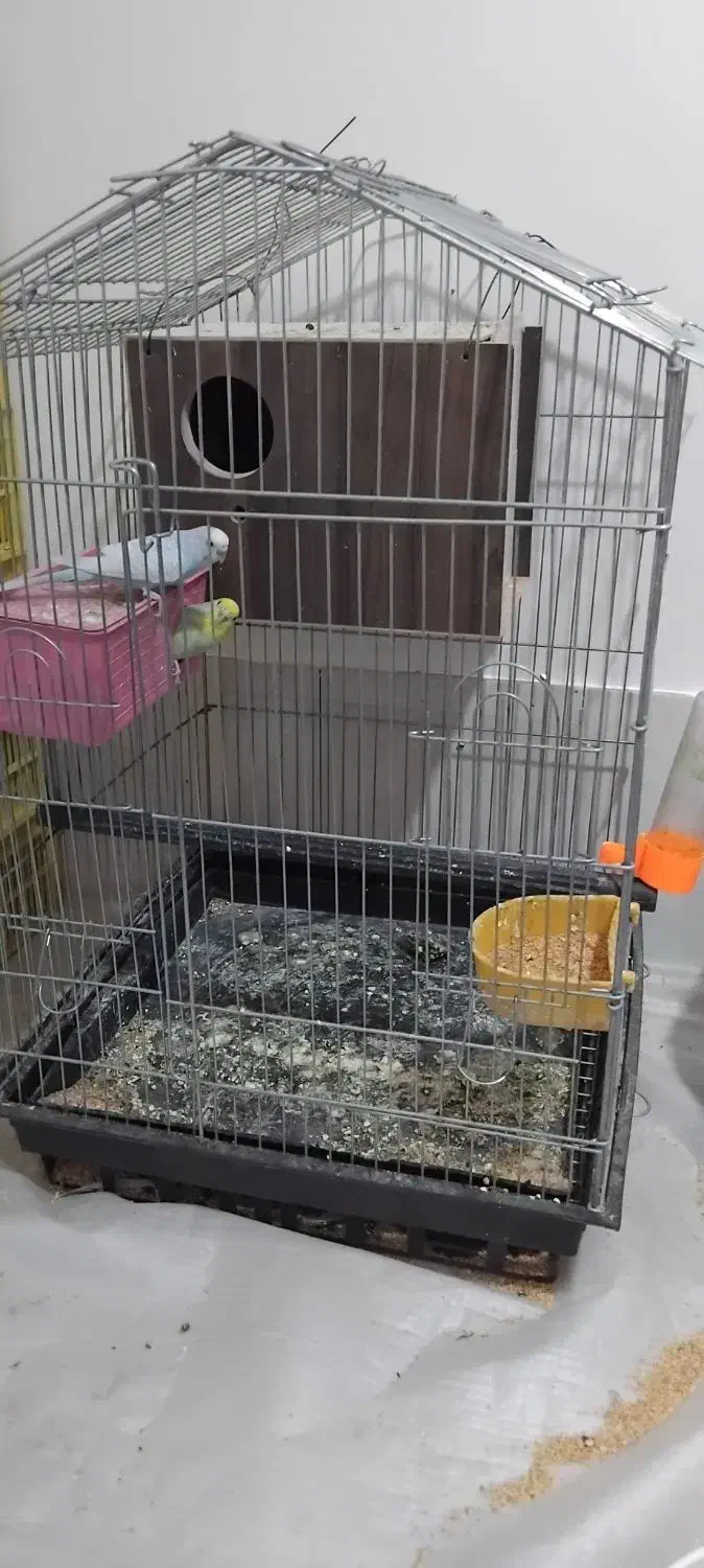 مررغ عشق سالم در حال جفت گیری|پرنده|جیرفت, |دیوار