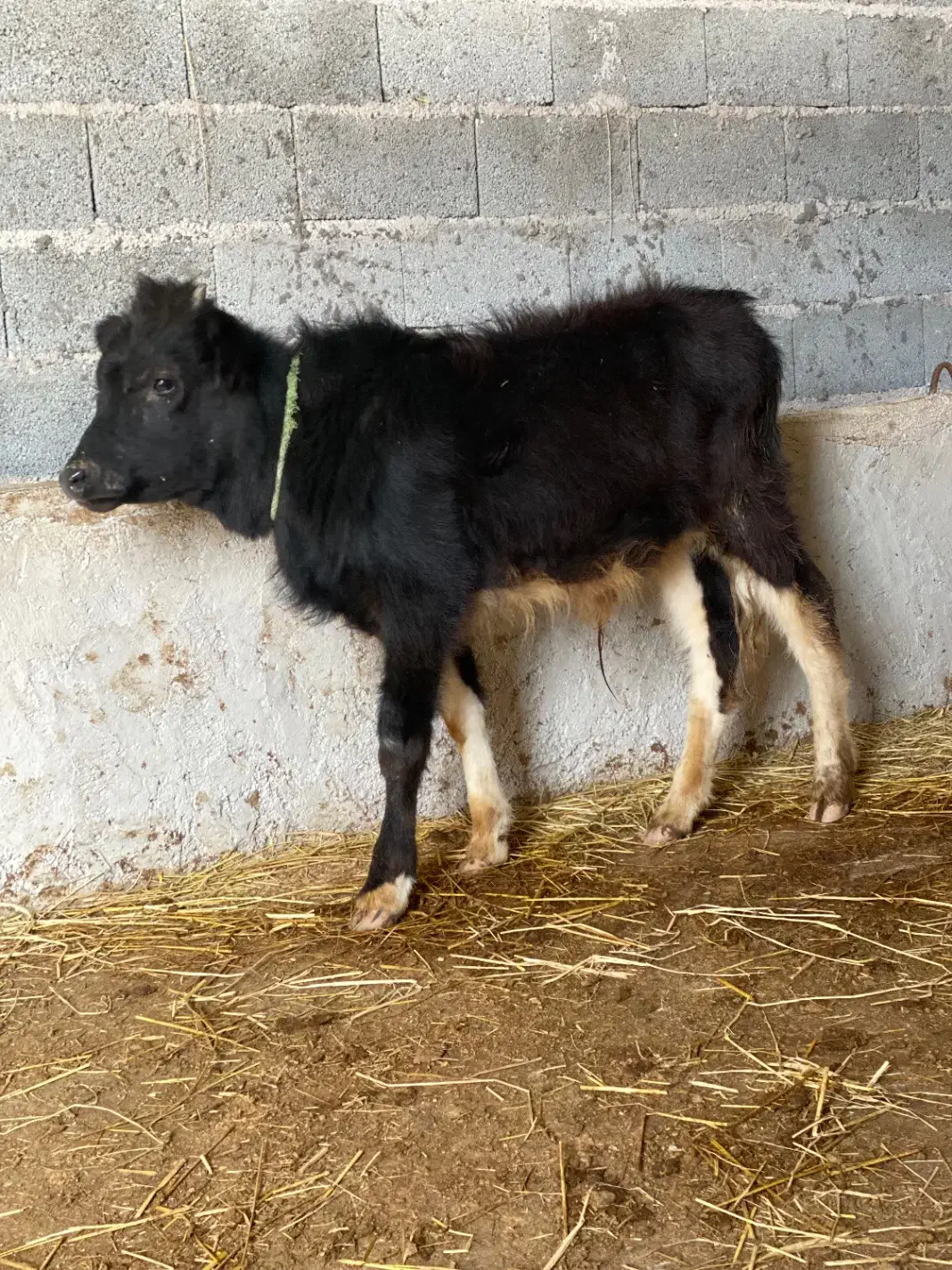 گوساله نر ورزاکوله جنس|حیوانات مزرعه|ماسال, |دیوار