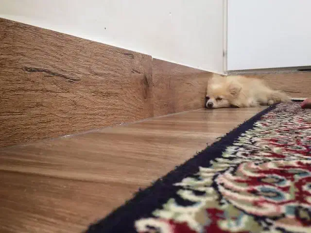 سگ ماده پامرانین|سگ|ایلام, |دیوار