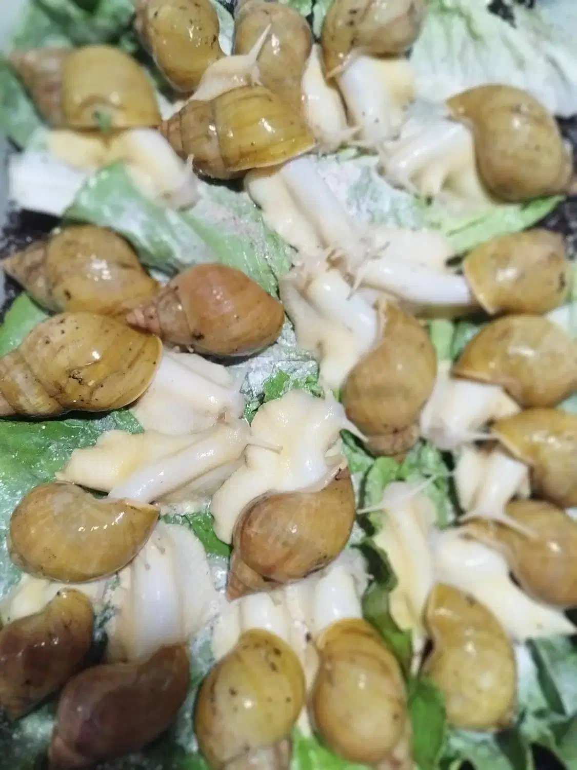 واگذاری ۱۵۰ حلزون مولد آفریقایی|خزنده|کرج, گوهردشت|دیوار