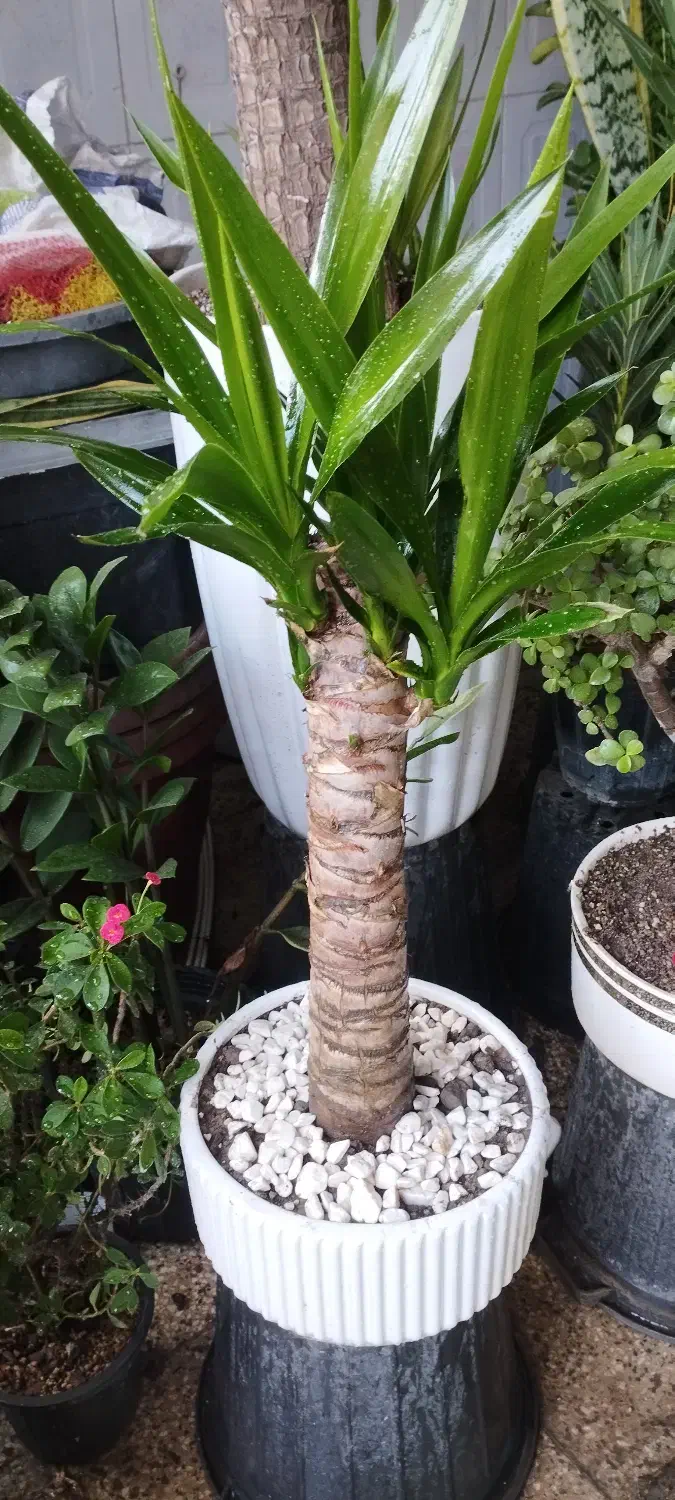 گل گیاه|خدمات باغبانی و درختکاری|نیشابور, پنجراه|دیوار